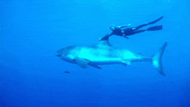free_diver_riding.gif