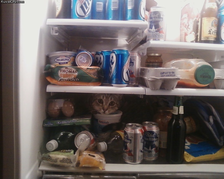 fridge_contents_cat.jpg