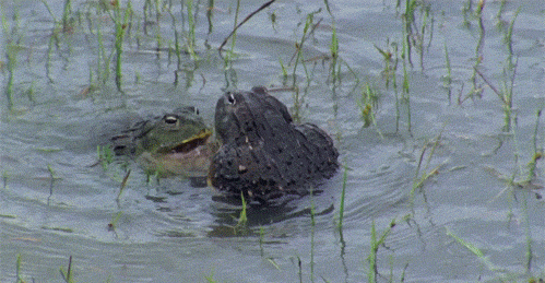 frog_fight.gif