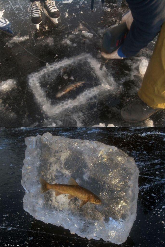 frozen_fish.jpg