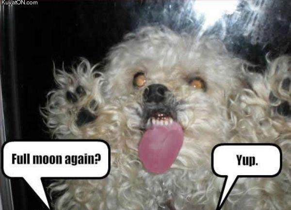 full_moon_dog.jpg