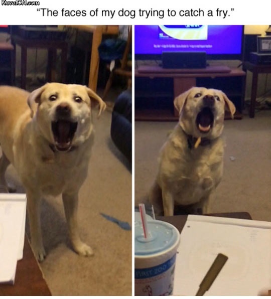 funny_dog_3.jpg