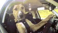 funnygifcardogdrivecoach.gif