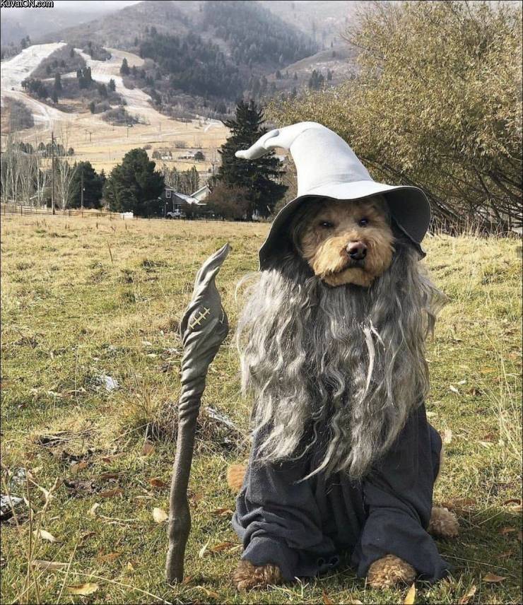 gandalf.jpg