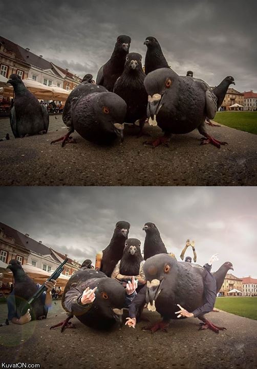 gangsta_birds.jpg