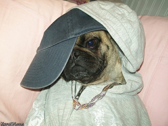 gangsta_dog.jpg