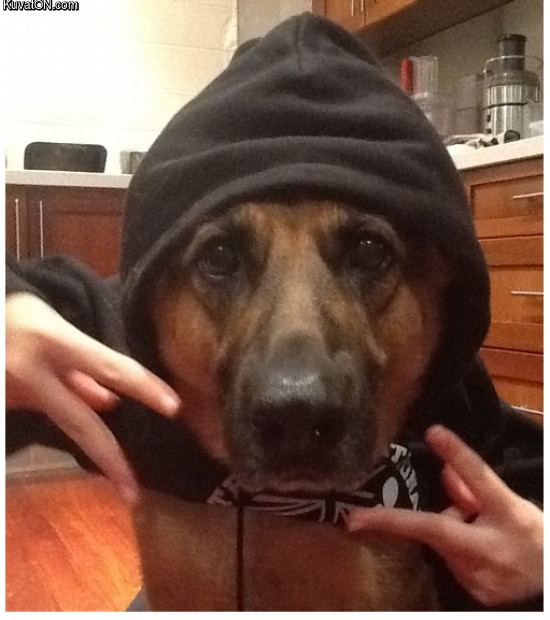 gangsta_dog3.jpg