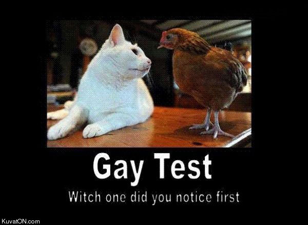 gay_test3.jpg