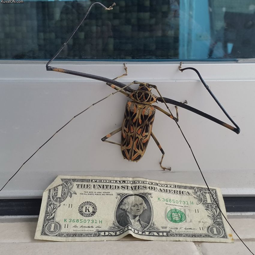 giant_bug.jpg