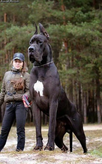 giant_dog.jpg