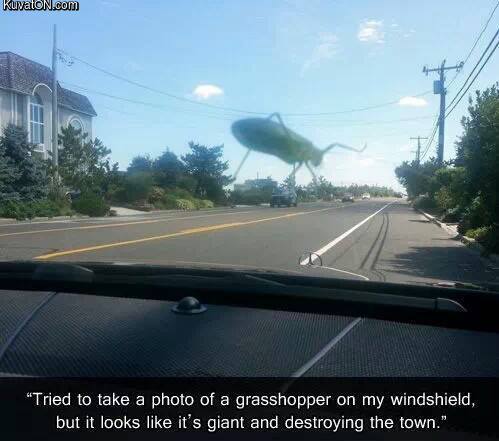 giant_grasshopper.jpg