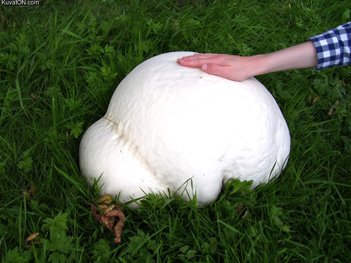 giant_puffball_mushroom.jpg