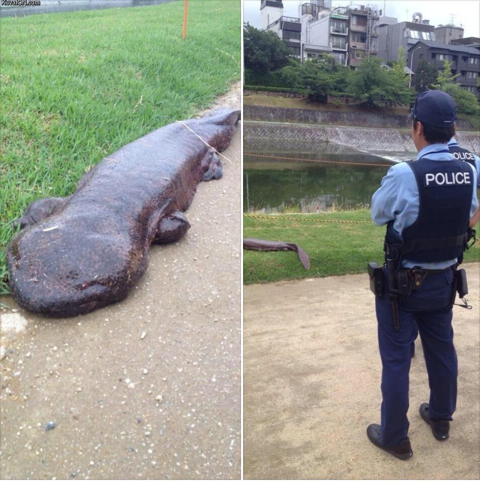 giant_salamander.jpg