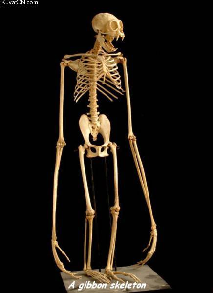 gibbon_skeleton.jpg