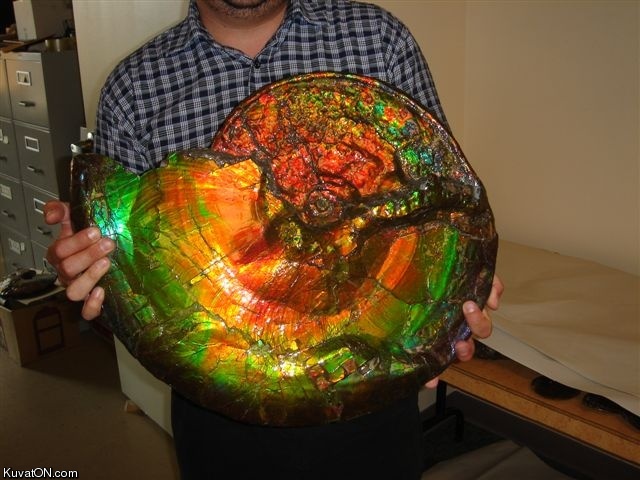 gigantic_opalized_ammonite_fossil.jpg