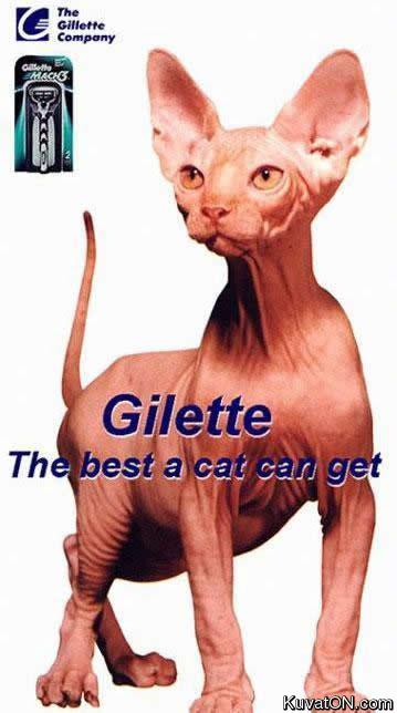 gilette_cat.jpg