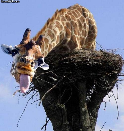 giraffe.jpg