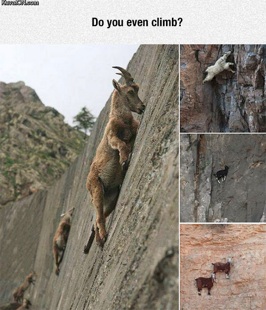 goats_are_crazy.jpg