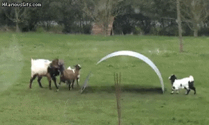 goats_are_the_masters_of_physics.gif