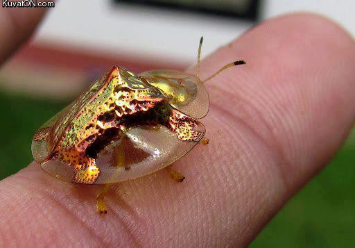 golden_tortise_beetle_is_beautiful.jpg