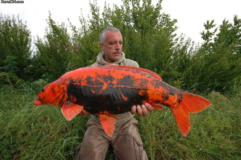 goldfish_raised_in_liquid_steroids_instead_of_water.jpg