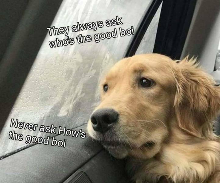 goodboi2.jpg