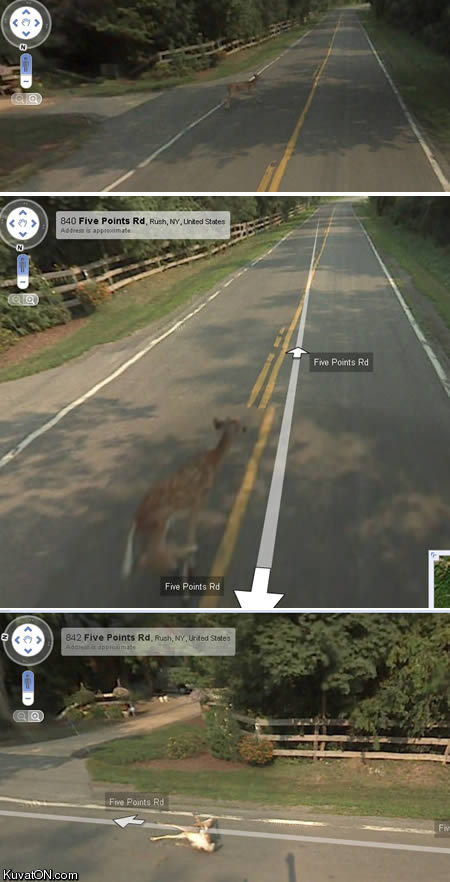 google_street_view_deer_accident.jpg