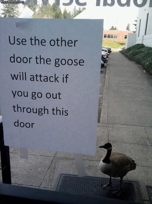 goose.jpg