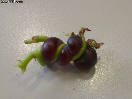 grape.jpg