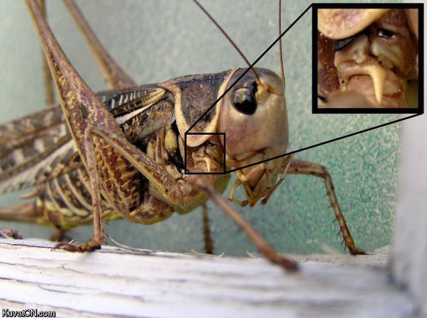 grasshopper_face.jpg