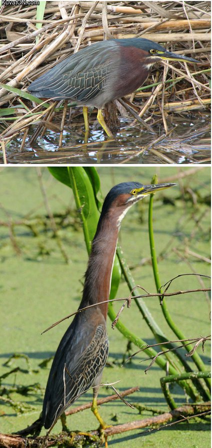 green_heron.jpg