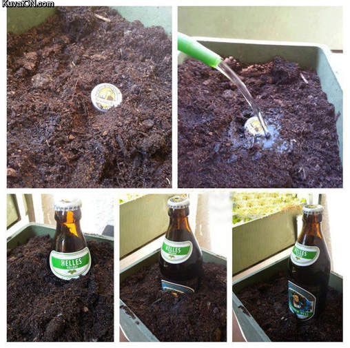 growing_beer.jpg