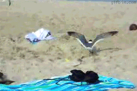 gull_catcher_in_the_sand.gif