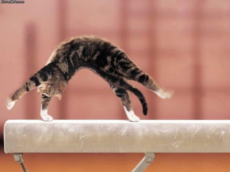 gymnastics_cat.jpg