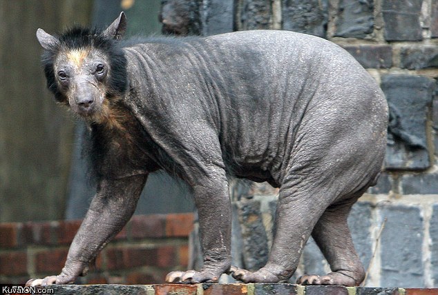 hairless_bear.jpg