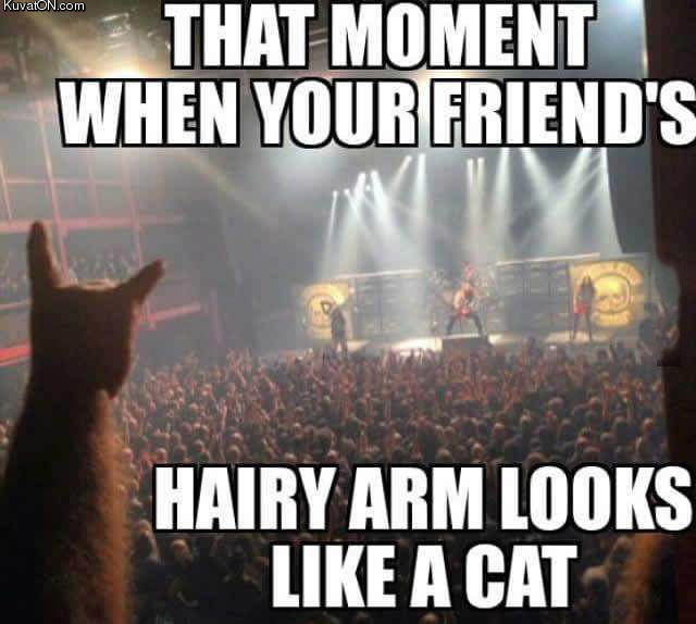 hairy_cat.jpg