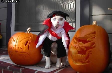 halloween_cat.jpg