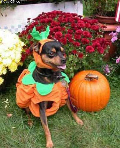 halloween_dog.jpg