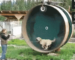 hamster_wheel_for_dogs.gif