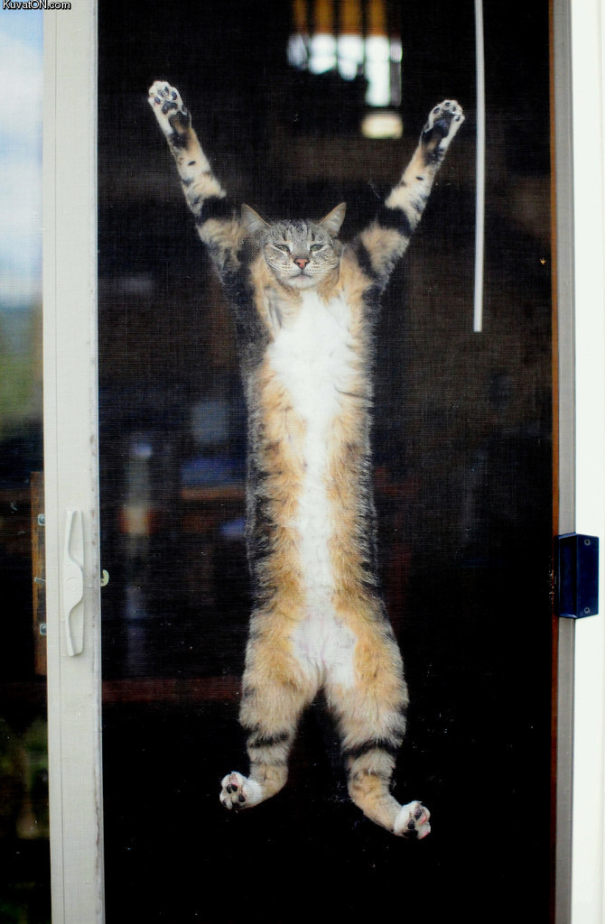 hanging_cat.jpg