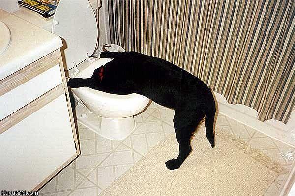 hangover_dog.jpg