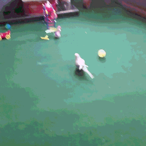 happy_bird_and_ball.gif