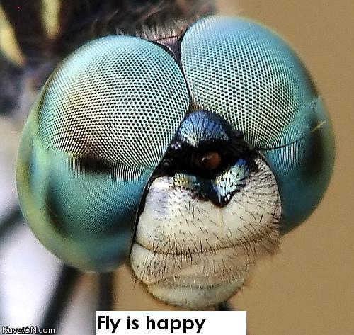 happy_fly.jpg