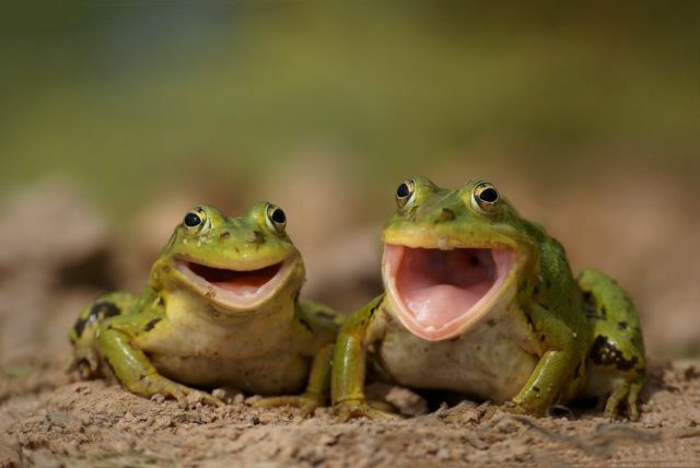 happy_frogs.jpg