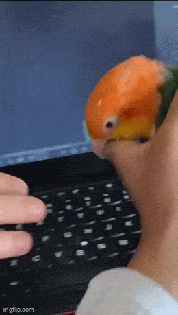 happy_parrot_and_laptop.gif