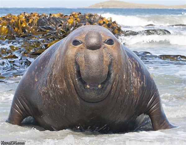 happy_seacow.jpg