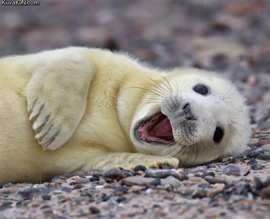 happy_seal.jpg