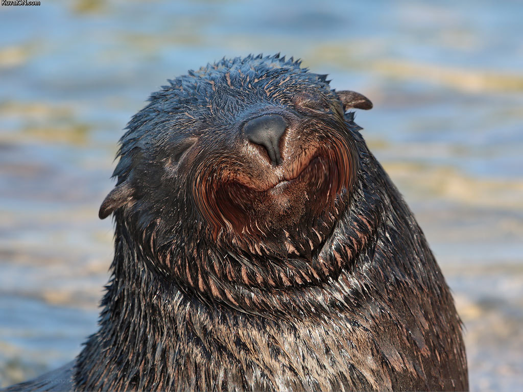 happy_seal_is_happy.jpg