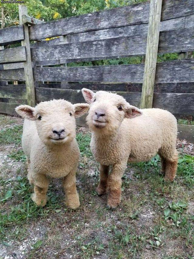 happy_sheeps.jpg