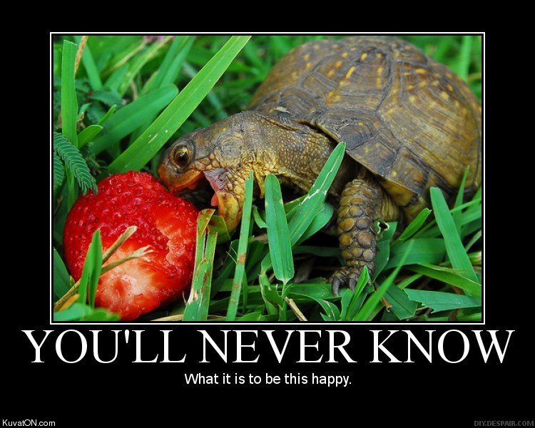happy_turtle_is_happy.jpg